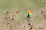 Chestnut-headed Bee-eaterborder=